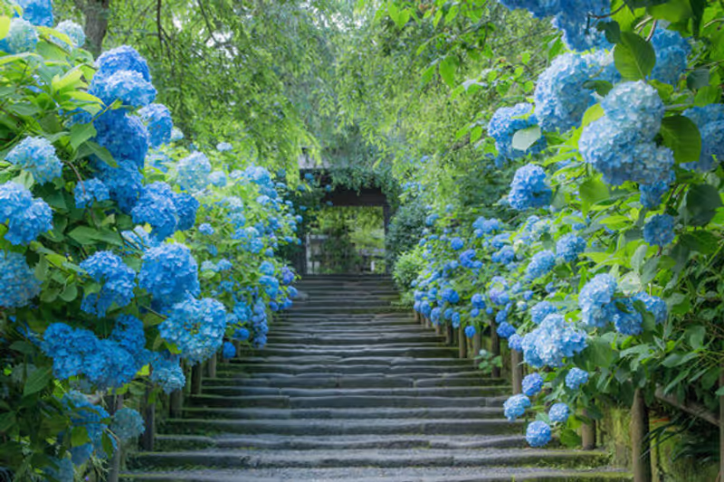 Kamakura Private Tour - Hortensie(Meigetsu-in)
