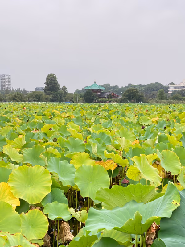 Tokyo Private Tour - Ueno-Park