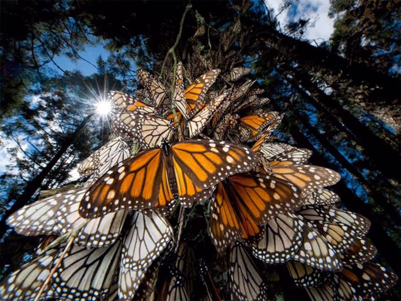 Mexico City Private Tour - monarch butterfly