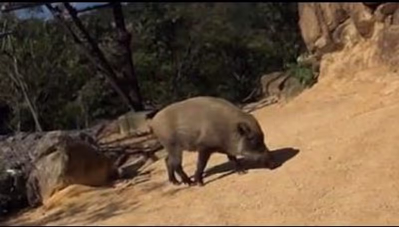 Kobe Private Tour - Wild boar