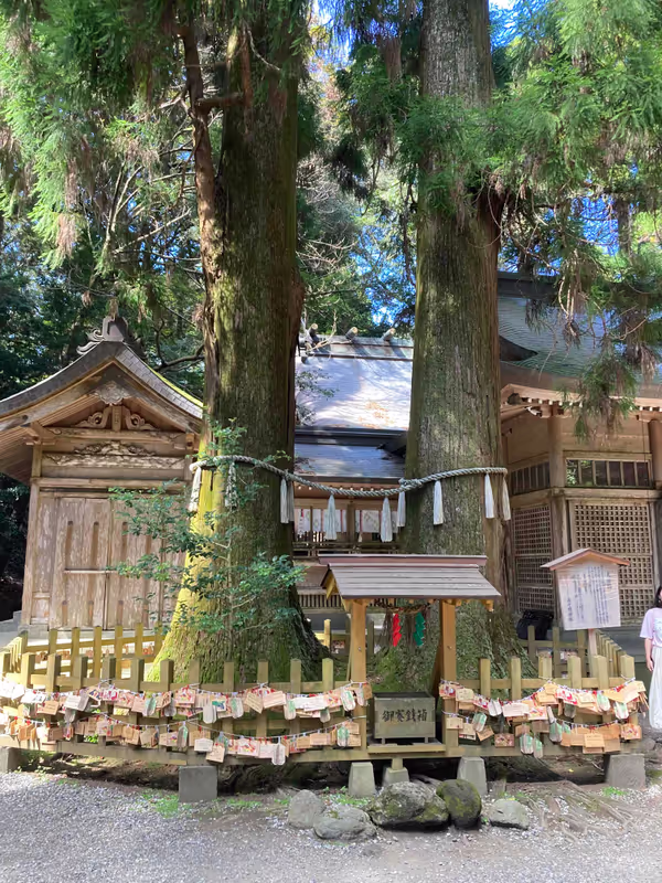 Fukuoka Private Tour - Married Couple Cedar Trees at Takachiho Shrine