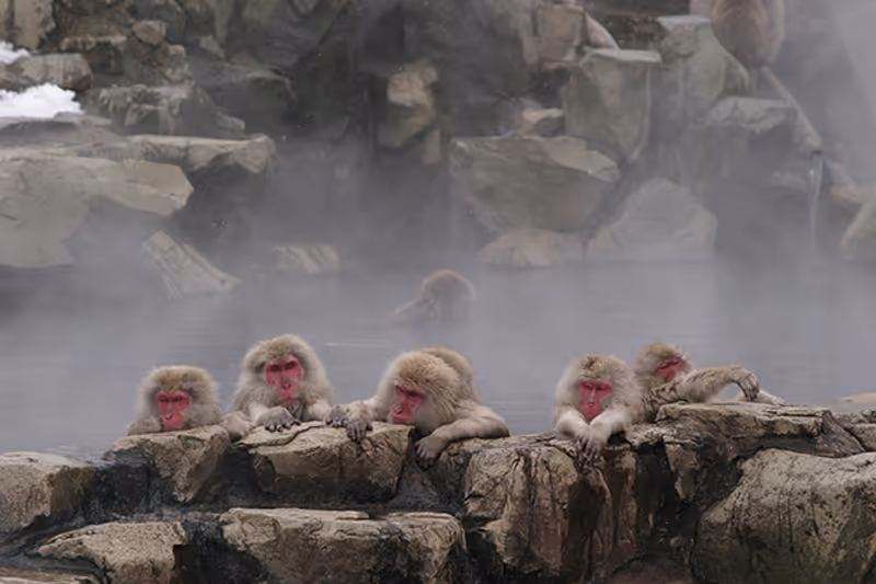 Nagano Private Tour - Monkeys Bathing