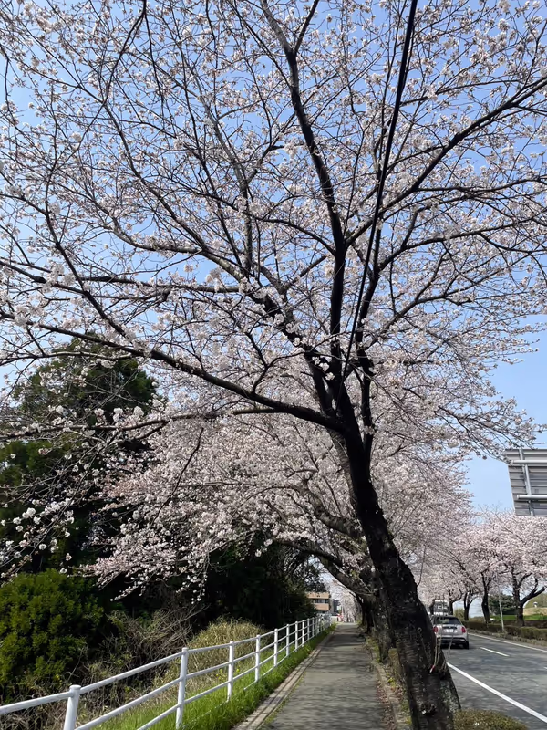 Kumamoto Private Tour - 