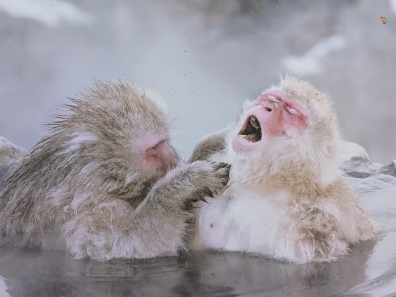 Nagano Private Tour - Snow Monkeys