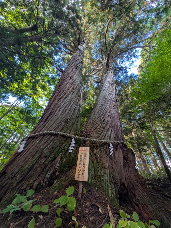Nagano Private Tour - Big cedar tree