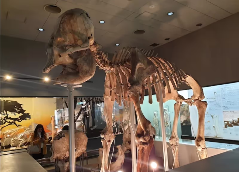 Osaka Private Tour - Osaka natural History museum