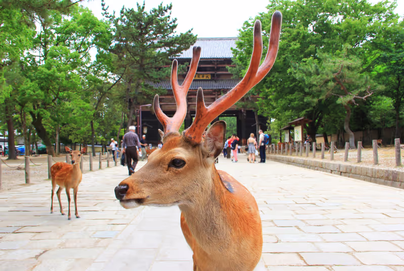 Nara Private Tour - Nara Park