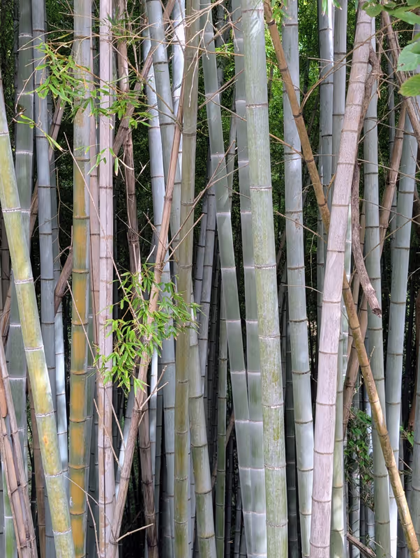 Kamakura Private Tour - Bamboo grove on the hiking trail to Zeniarai shrin