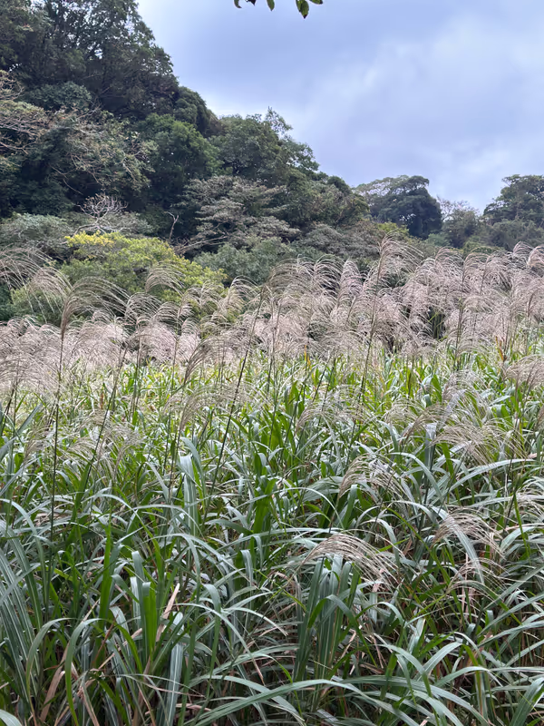 Kanagawa Private Tour - Feeling the autumn