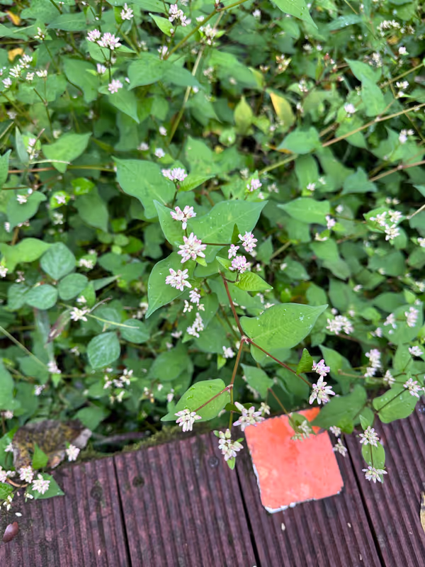 Kanagawa Private Tour - Water buckwheat flower