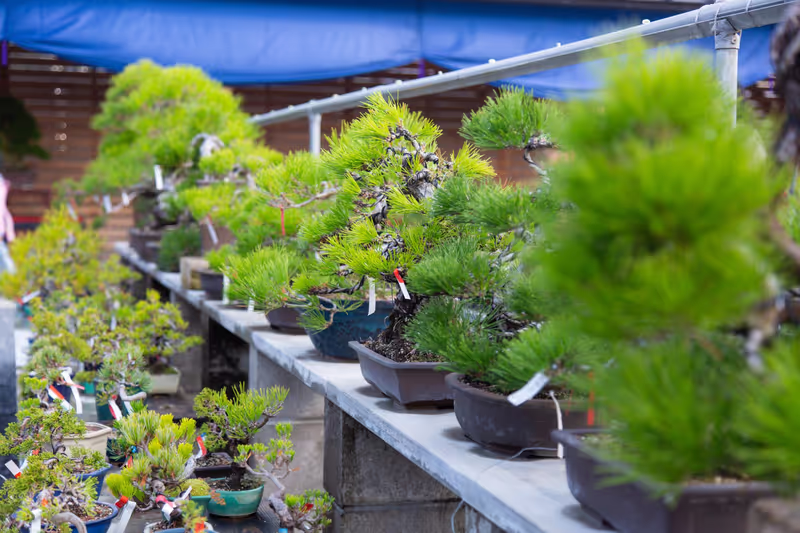 Kagawa Private Tour - Bonsai