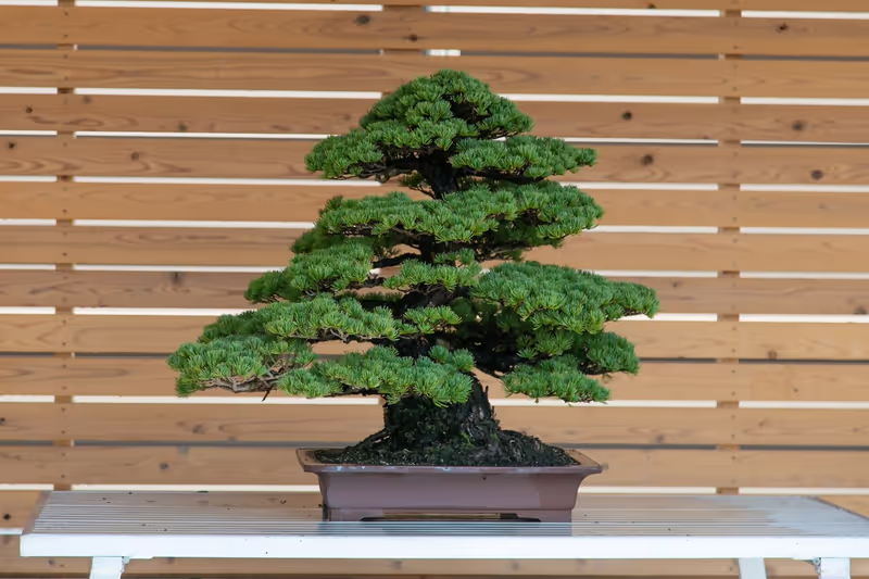 Kagawa Private Tour - Bonsai