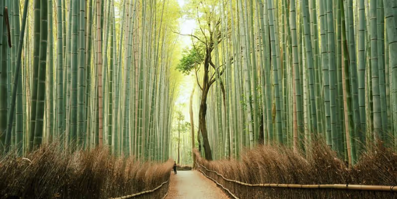 Osaka Private Tour - 