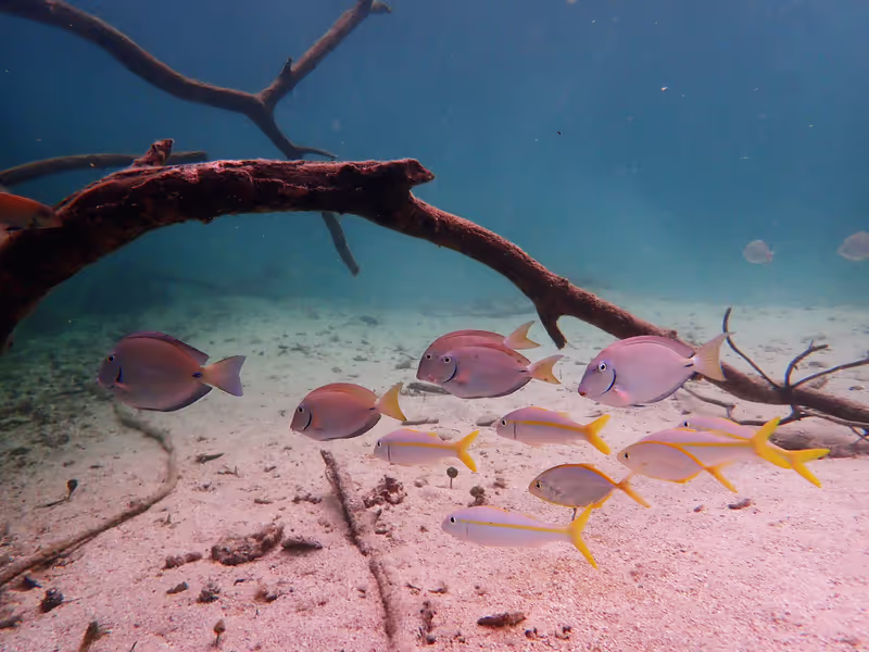 Roatan Private Tour - Juvenile fish in the mangrove roots at he lagoon