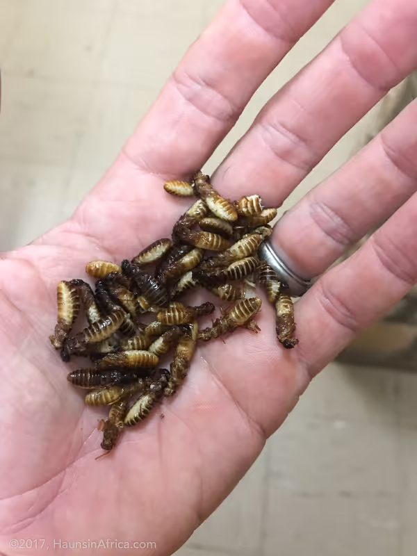 Cape Town Private Tour - 