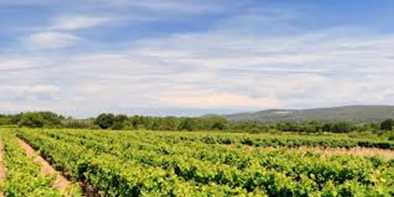 French Riviera Private Tour - 