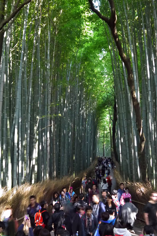 Kyoto Private Tour - Bamboo forest