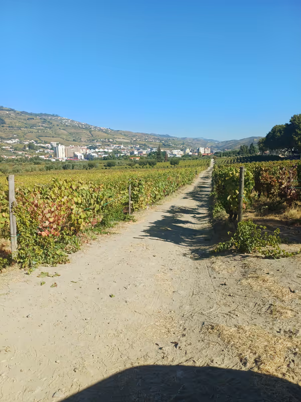 Porto Private Tour - 