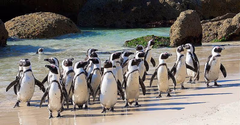 Cape Town Private Tour - 