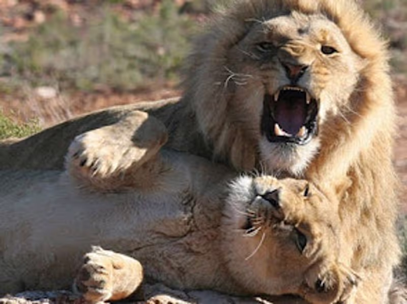 Cape Town Private Tour - 