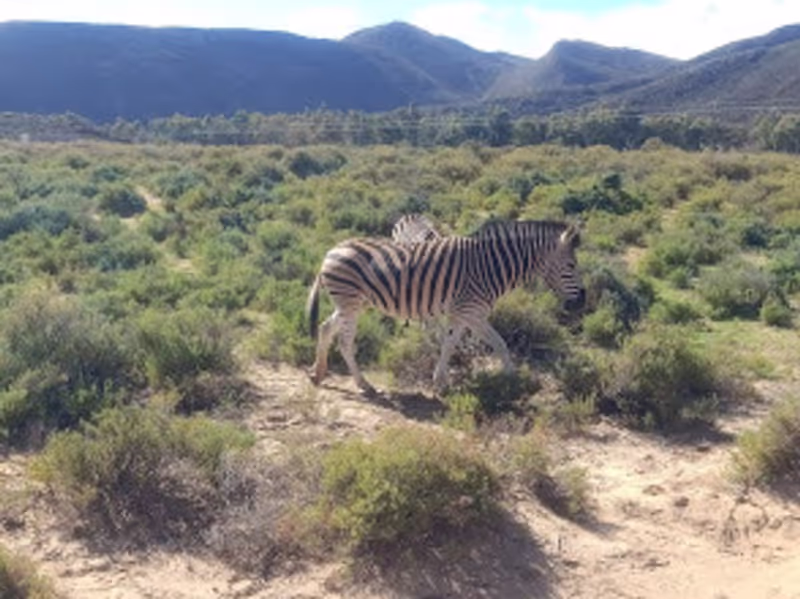 Cape Town Private Tour - 