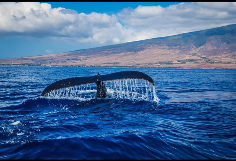 Cape Town Private Tour - 