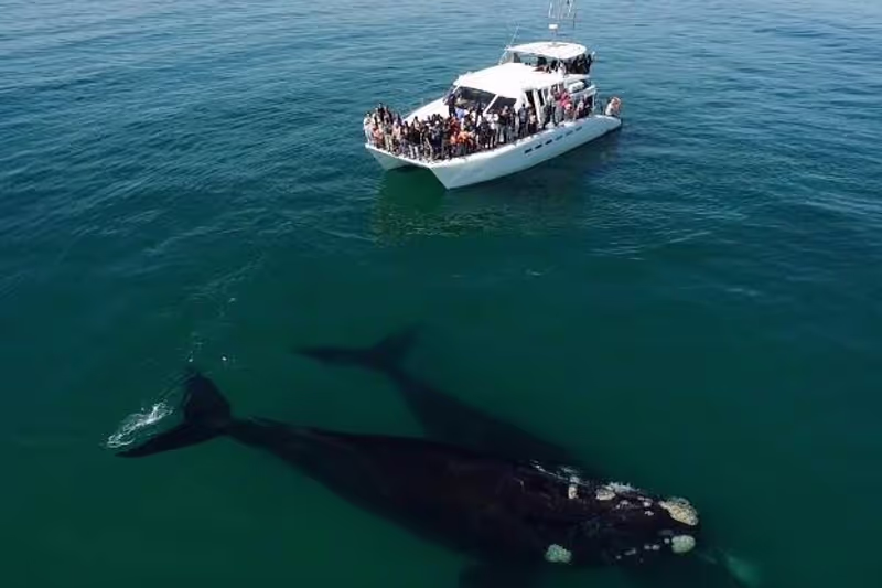 Cape Town Private Tour - 