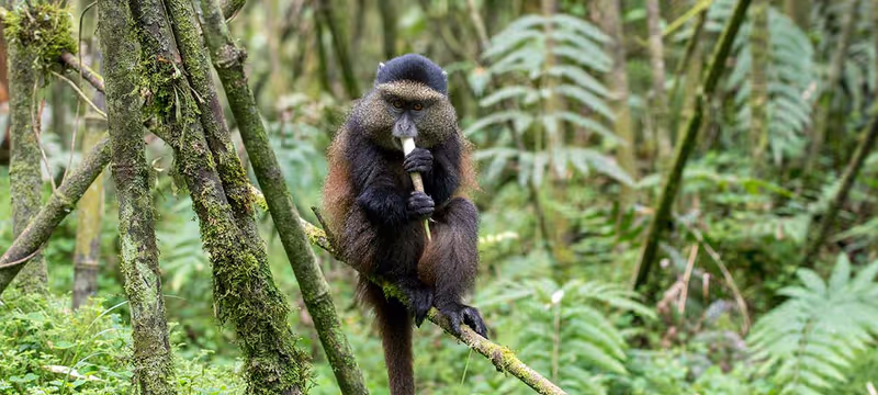 Kigali Private Tour - Golden monkey