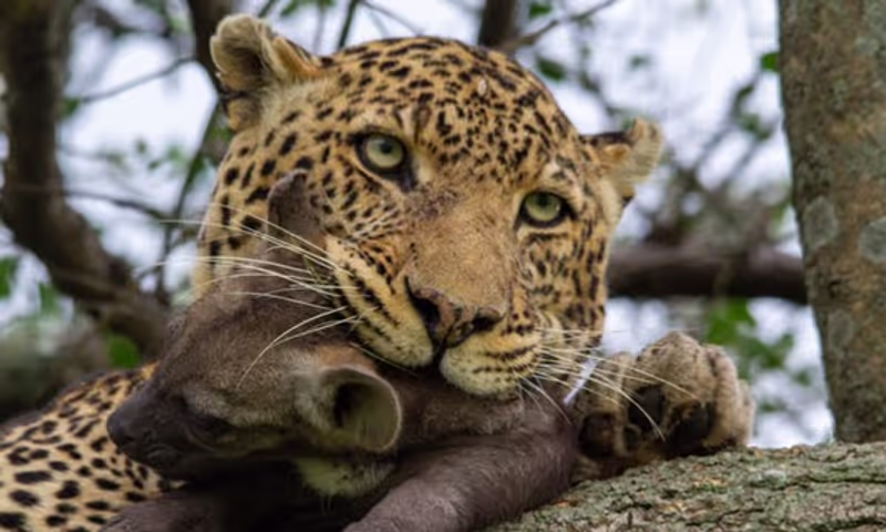 Nairobi Private Tour - 