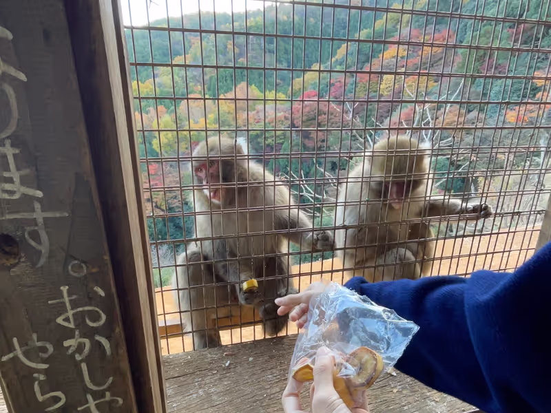 Kyoto Private Tour - Let’s feed them