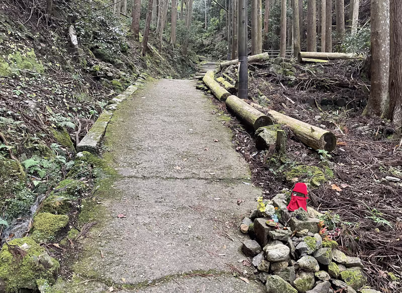 Kyoto Private Tour - walk through cedar tree forest