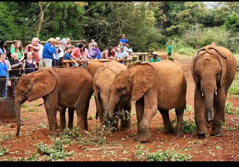 Nairobi Private Tour - 