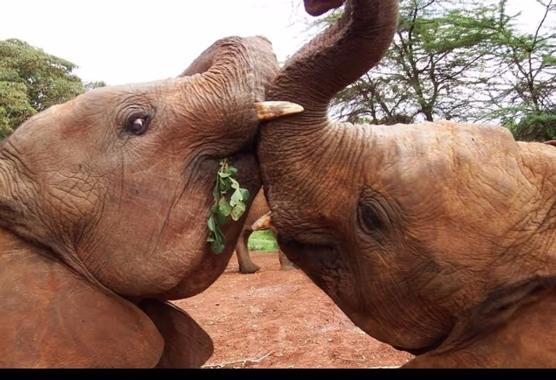 Nairobi Private Tour - 