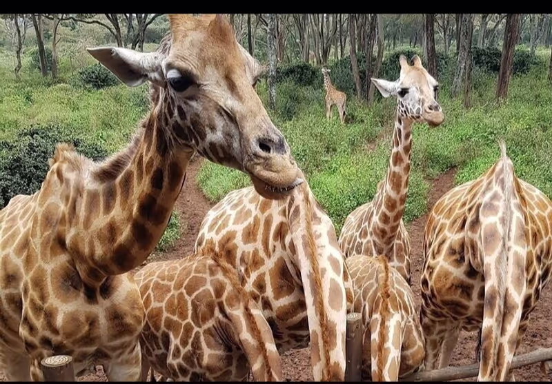 Nairobi Private Tour - 