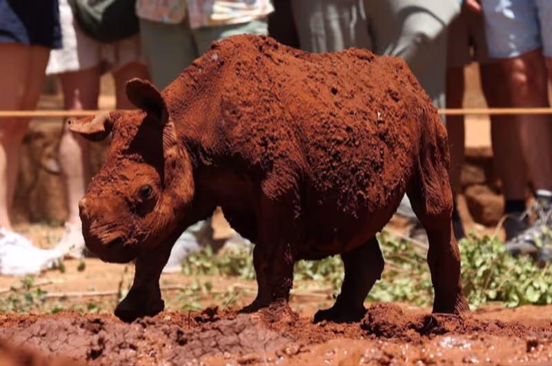 Nairobi Private Tour - 