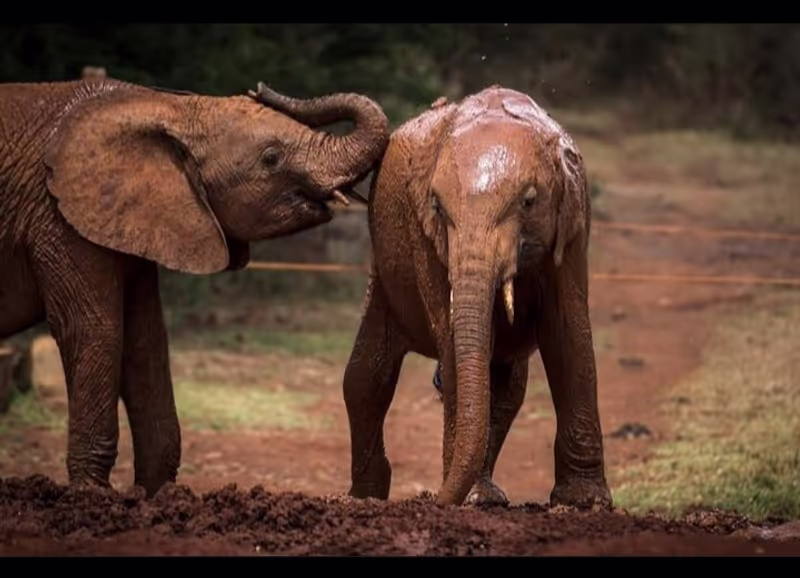 Nairobi Private Tour - 