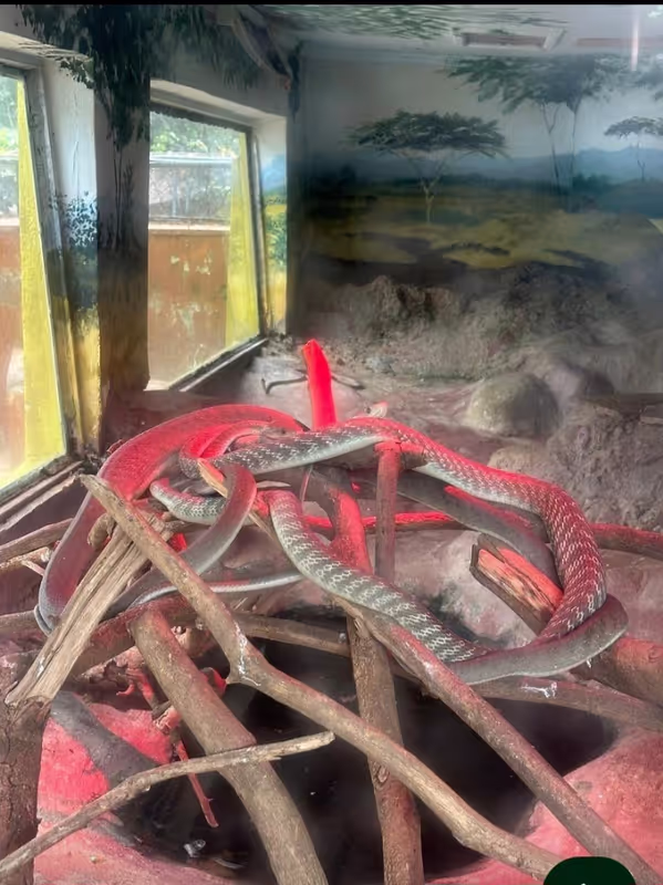 Nairobi Private Tour - 