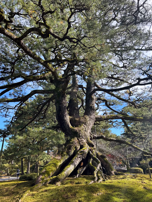 Kanazawa Private Tour - Neagari pine tree