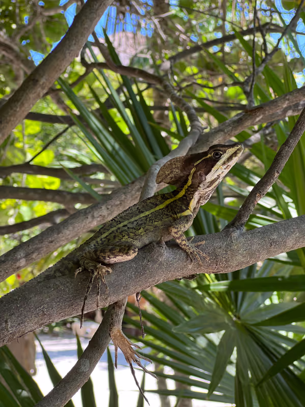 Tulum Private Tour - Basiliscus vitatus inside Tulum national park