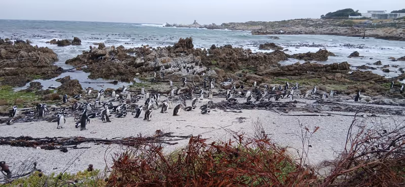 Cape Town Private Tour - 