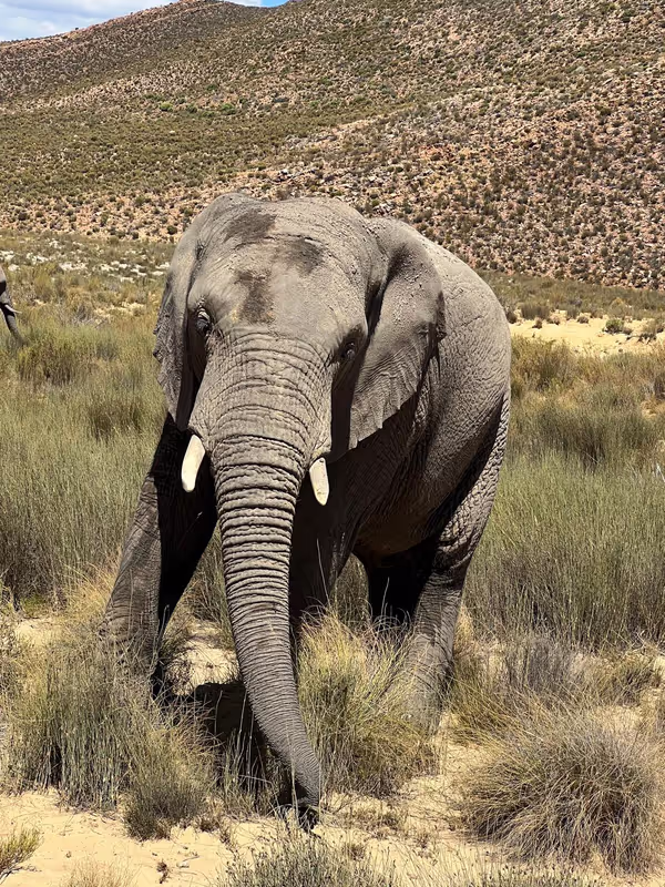 Cape Town Private Tour - African elephant up close