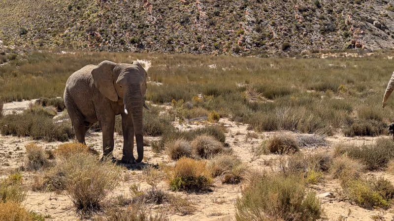 Cape Town Private Tour - Wild at heart, up close
