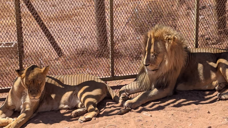 Cape Town Private Tour - Where Every Roar Tells a Story