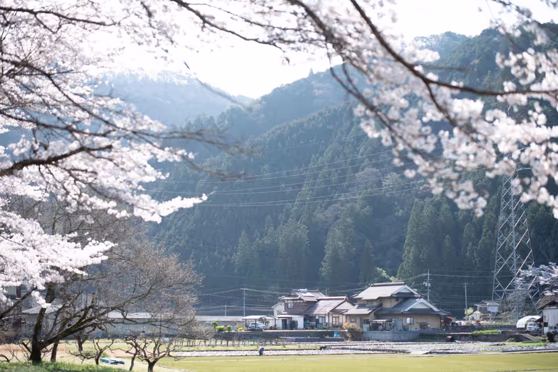 Hiroshima Private Tour - Spring:Cherry blossoms