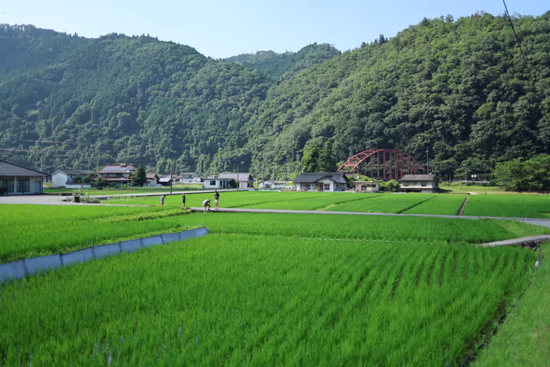 Hiroshima Private Tour - Walk through the rice fields where my family grows