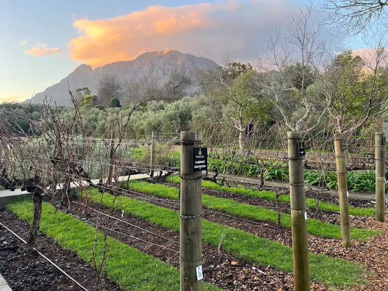 Cape Town Private Tour - Vines, Wine, Golden Hour