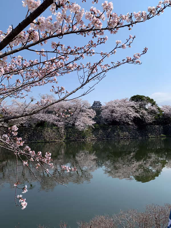 Shiga Private Tour - Hikone Castle with cherry blossoms in full bloom