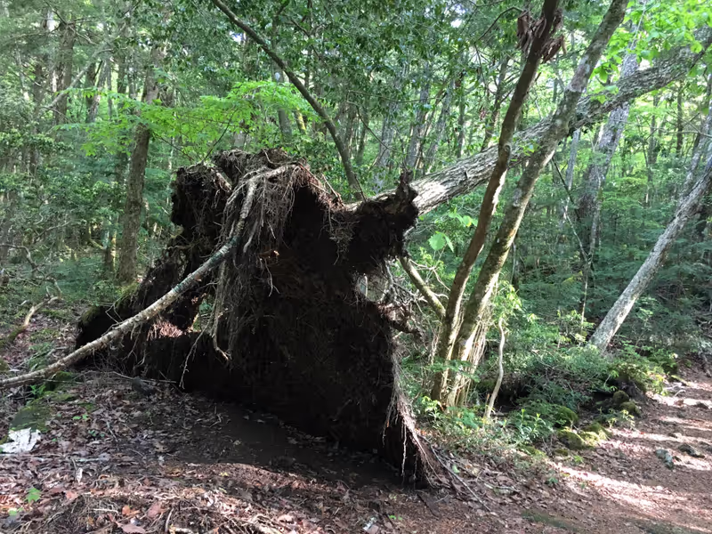 Yamanashi Private Tour - Falling tree