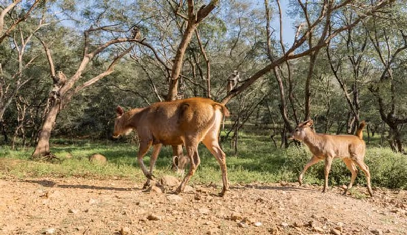 Jaipur Private Tour - 