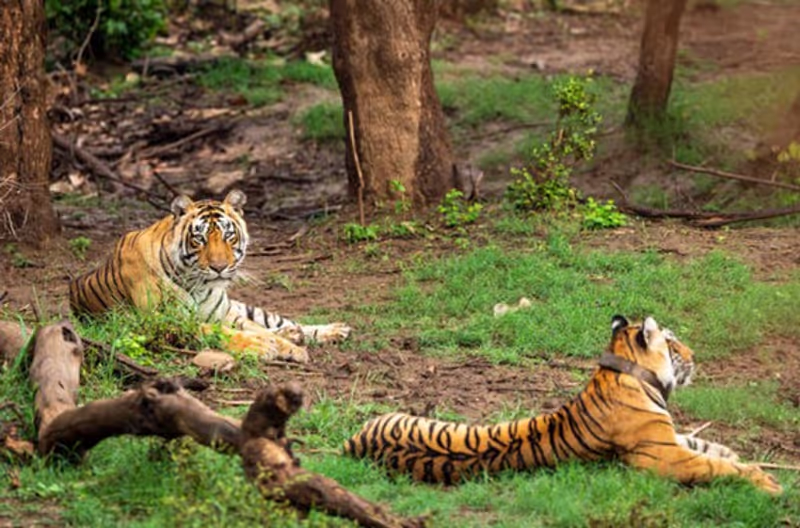 Jaipur Private Tour - 